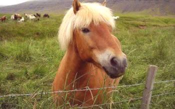 Longevidade do cavalo: quanto o cavalo médio vive

Cavalos