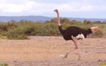 Скоростта на щрауса, страус