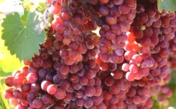 Sobre uvas Moscatel vermelho