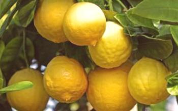 Разнообразие от лимони Юбилей: ние растеме в стаята Лимон