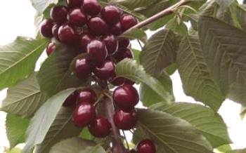 Cherry rastie Valery Chkalov

čerešňa