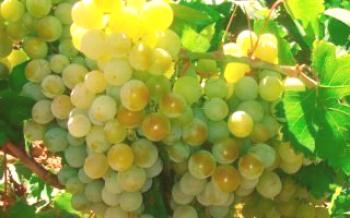 Termos de cultivo de uvas Maestro