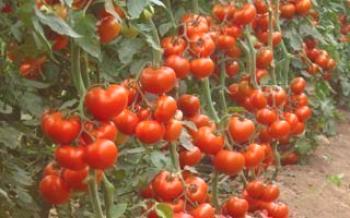 Какъв брой трябва да засадят домати?домат