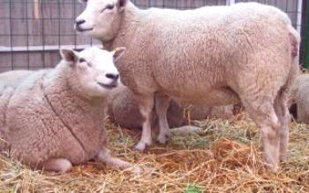 Variedade de ovelhas ovelhas normais