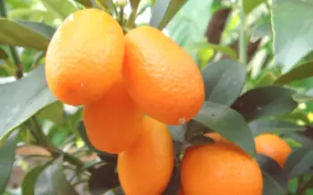 Peculiaridades do cultivo de kumquat em casa Citrus