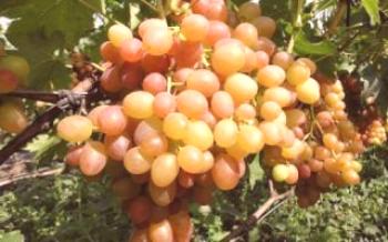 Vishnevetsky сортове грозде: кой да избере