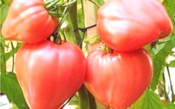 Pestovanie paradajok Býk srdce Tomato