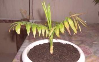 Príčiny sušenia listov v Hamedoria Palms and Dates