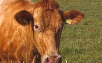 Sintomas e tratamento de cetose em vacas Vacas
