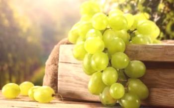 Cultivando diferentes variedades de uvas brancas
