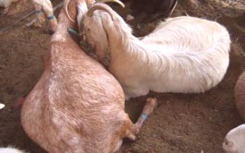 Gravidez em uma cabra: sinais, características da cabra