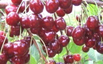 Rastúce čerešne Tyutchevka Cherry