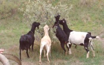 Descrição da Cabra Raça LaManch Goats