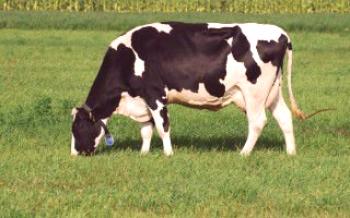 Výpočet hmotnosti kravy