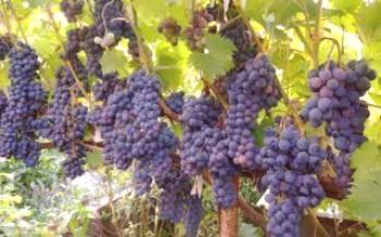Variedade de uva Livadia - descrição foto e revisão