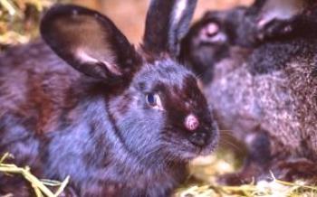 Medidas para o tratamento e prevenção da mixomatose em coelhos