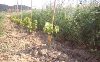Cuidado de material de plantio: onde no site é melhor plantar uvas