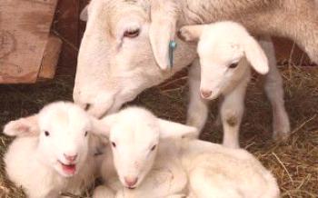 Месо-масне пасмине оваца: Казахстански едилбаи Овце