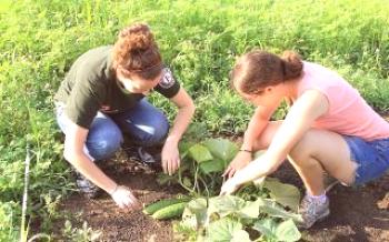 Тайните на грижа за краставици в открито поле Краставици