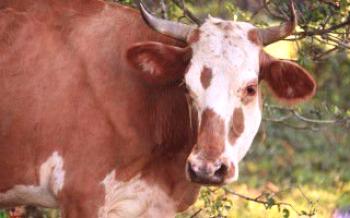 Plemeno hovädzieho dobytka: Hereford.

kravy
