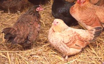 Как да затопляте курника през зимата?

пилета