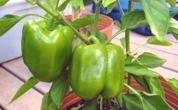 Njega i uzgoj uobičajene bugarske paprike Papar