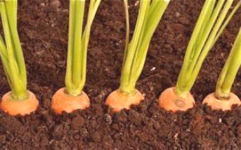 Каква почва е подходяща за моркови Моркови