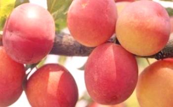Caractéristiques de Michurin Plum Peach Plum
