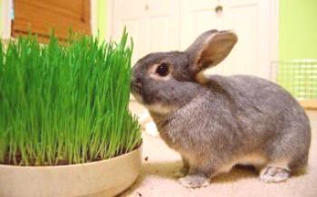 Tráva na kŕmenie králikov: čo môže byť dané, čo - žiadne králiky