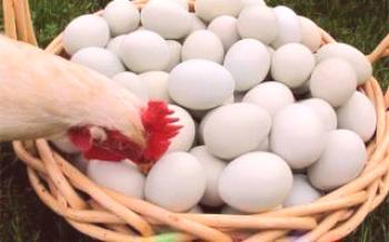 Vrstvy klovú vajíčka, čo majú robiť