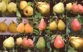 ¿Cuáles son las variedades, tipos de peras?

Pera