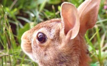 Prečo králiky dokážu okoreniť oči králikov