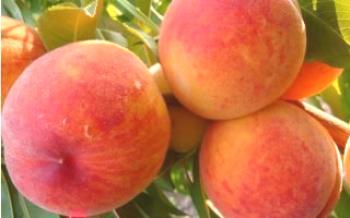 Peach pestovanie Redhaven Peach
