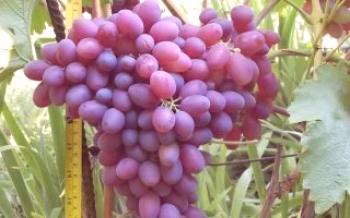Отглеждане на червено грозде