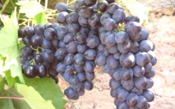 Sobre a variedade de uva Byzantium