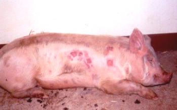 Pasteurelose ou septicemia hemorrágica suínos Porcos
