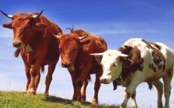 Tudo sobre criação de gado para iniciantes

Vacas