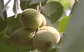 Садња и одржавање Манџуријског ораха