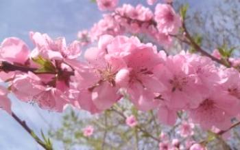 Peach Blossom funkcie

broskyňa