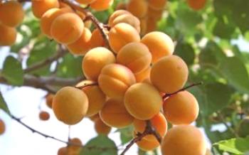 Apresenta variedades de damasco Lel Apricot