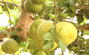 Ako pestovať pomelo domov Citrus