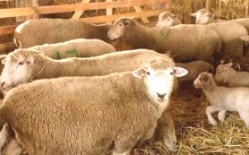 Kuibyshev овце и характеристики на тяхното размножаване

Овцете