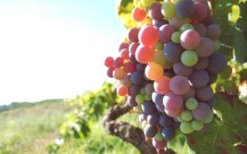 Aplicação de alimentação foliar de uvas