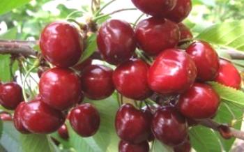 Pestovanie čerešní Syubarovskaya Cherry