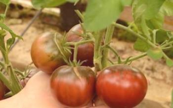 Cultivo de tomates Mikado Tomato