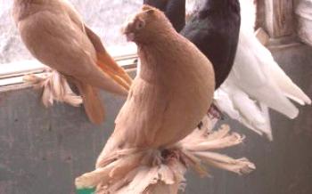 Uzbekistanski starinski golubovi, njihove sorte Golubovi