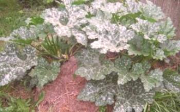 Как да засадят тиквички на купчина компост?тиквички