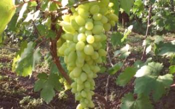 Variedade de uva híbrida tão esperada