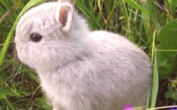 Описание на джуджето породи зайци

Зайци