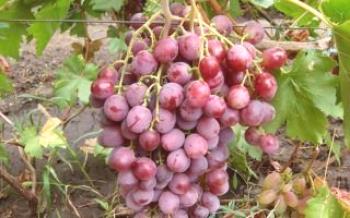 Variedades de uva Rose: senhoras ', vermelho branco, Biysk - descrição